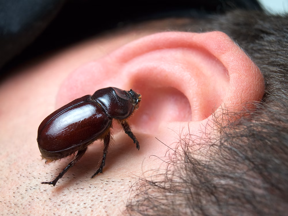 Insects in the Ear – featured image Insect near the ear