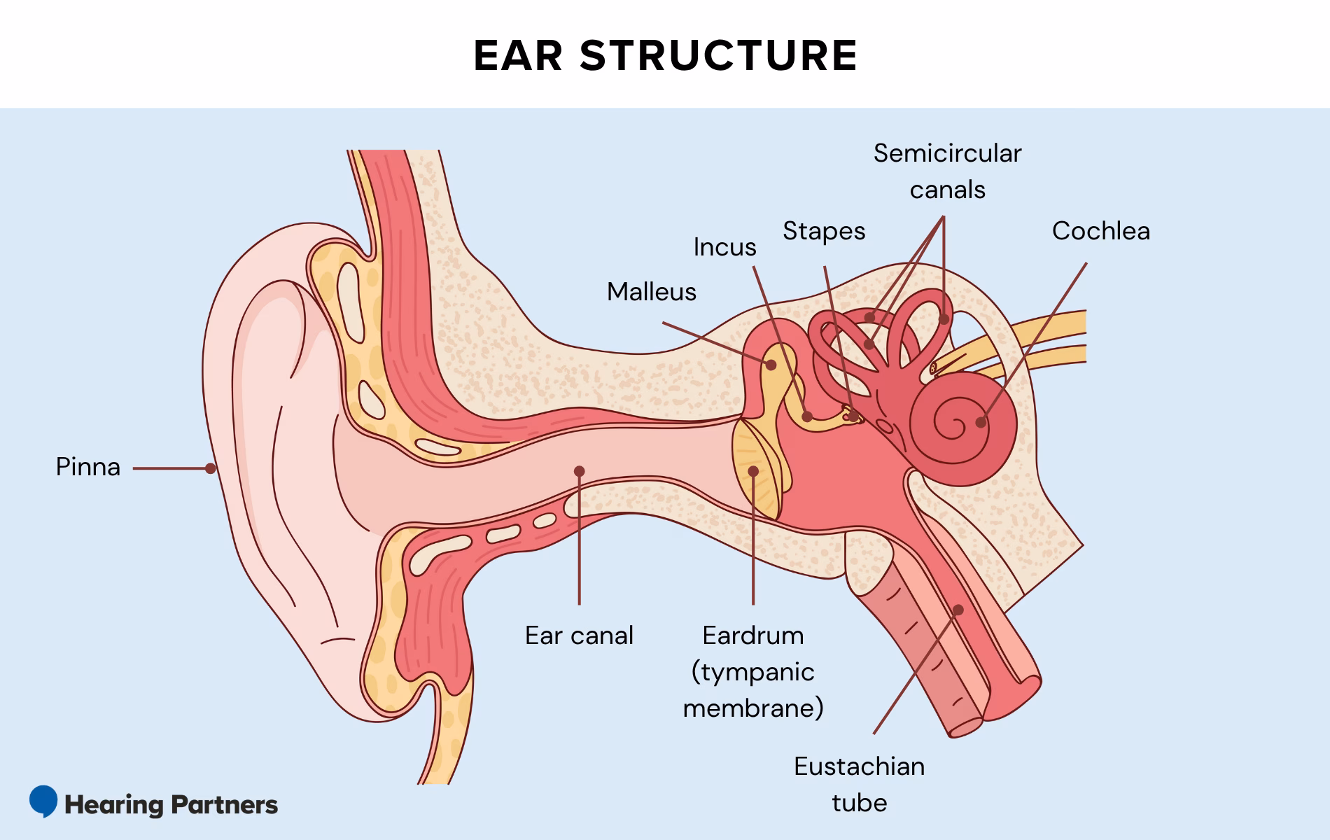 Ear structure cross section featured image