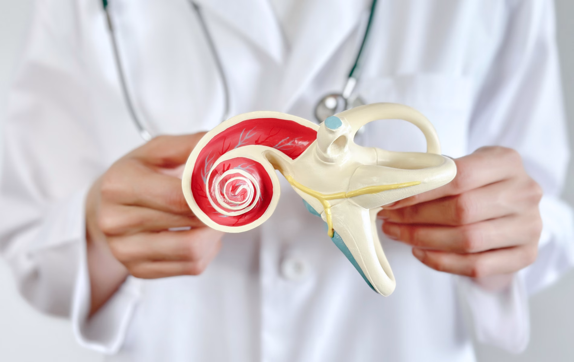 Person holding a model of the inner ear
